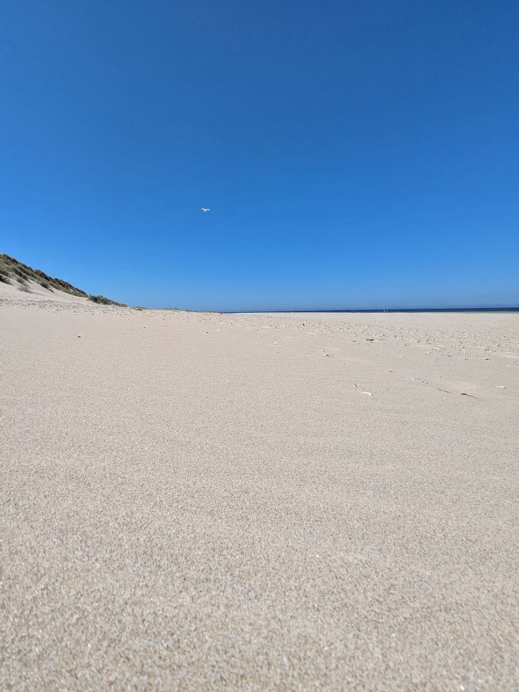 Beige sandy beach on the island of Texel, NL. On the left the edge of a sandy dune covered in marram grass. White Seagull in a bright blue sky. Glimpse of a dark blue sea at the horizon.