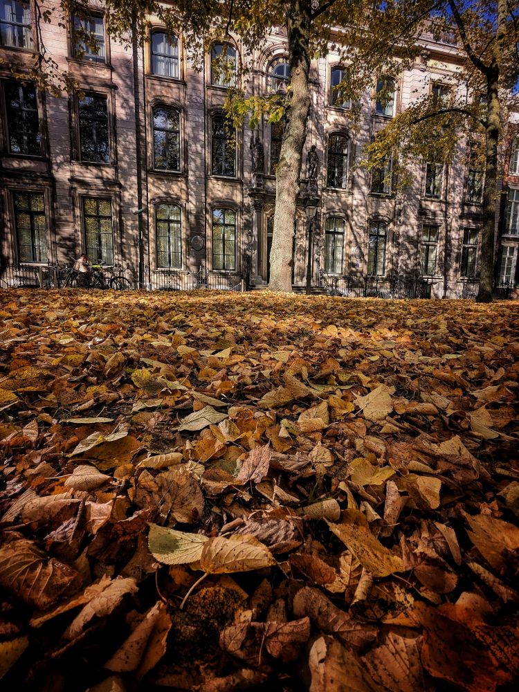 Golden orange autumn leafs in front of a row of o houses covered in the shadows of trees standing in front of them. 