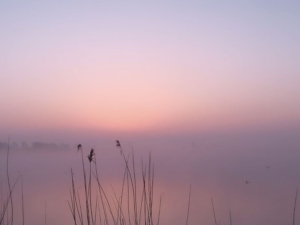 Pink, lilac and foggy sunrise. Reeds up front 