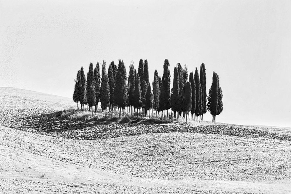 Group of Cypresses on a low rolling hill in Toscane. Their shadows falling behind them. B&W