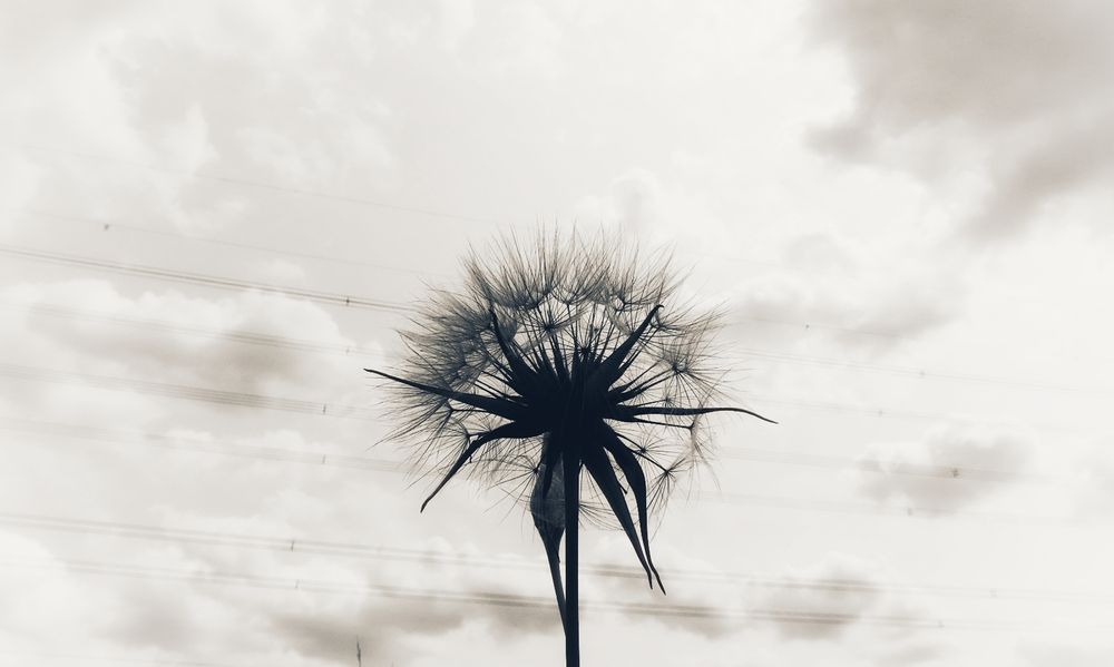 Dark silhouette of ,finished with flowering, Dandelion against a cloudy sky. Electricity wires visible against the sky.