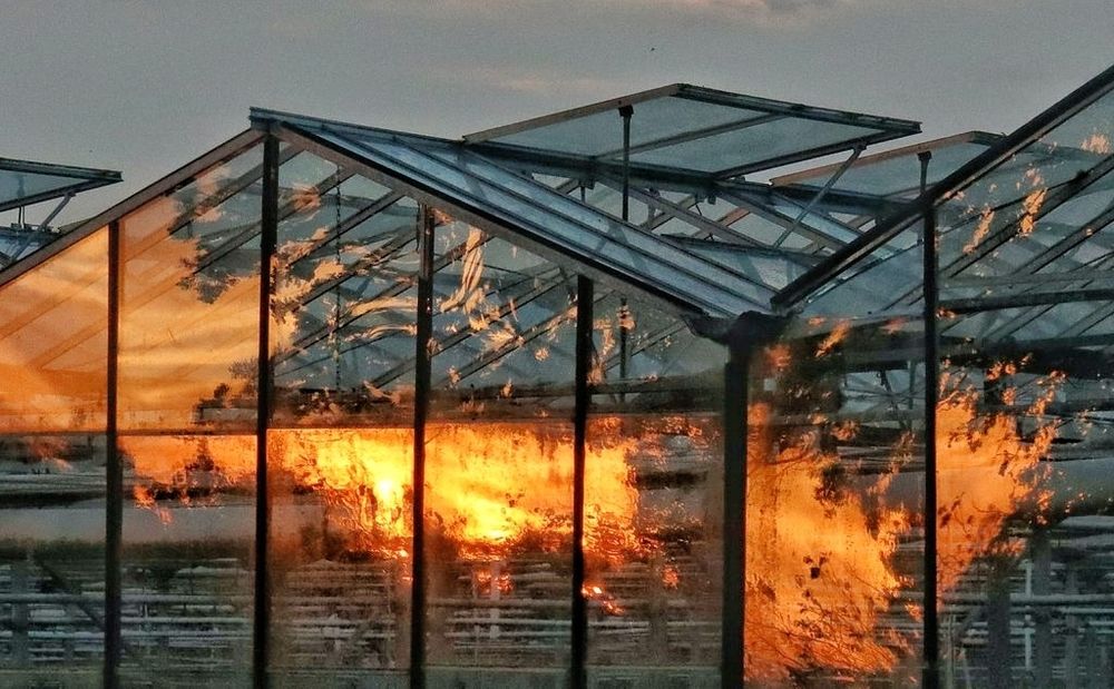 Fiery orange sunset reflected in the glass of some greenhouses. The place looks on fire.