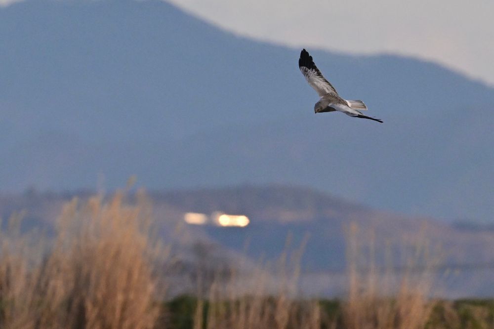 ハイイロチュウヒ ♂ ad.