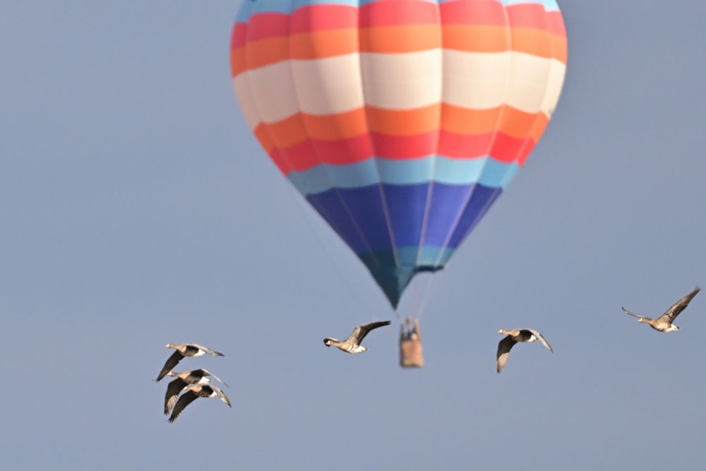 2024/1/2. 宮城
マガン