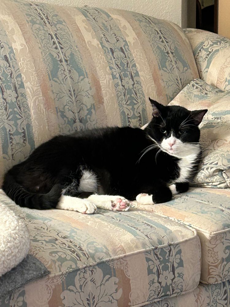 Tuxedo cat on sofa