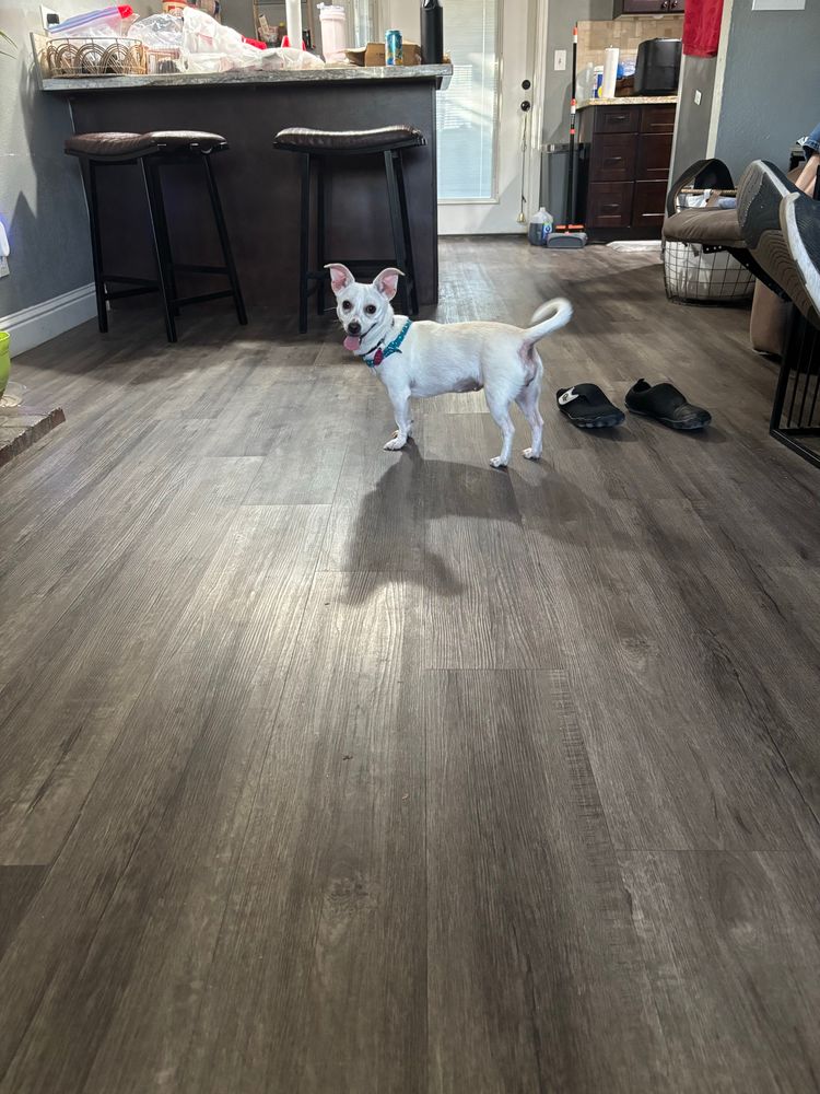 A little white terrier with a green collar and a big smile!