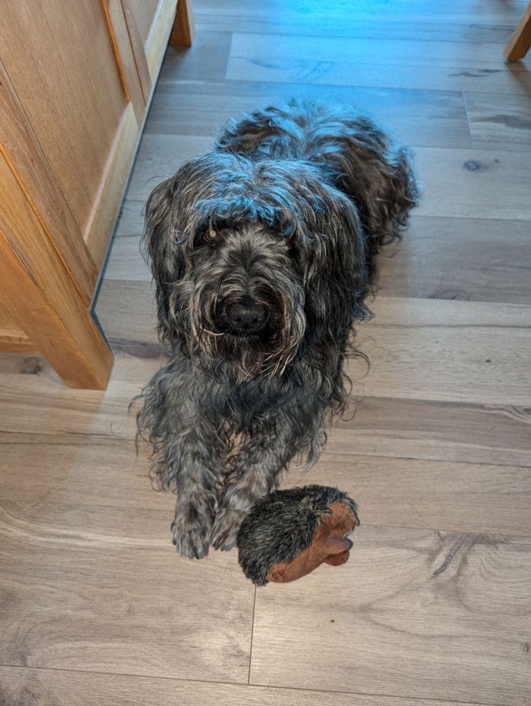 Schifamhund mit seinem Lieblings-Kuscheltier