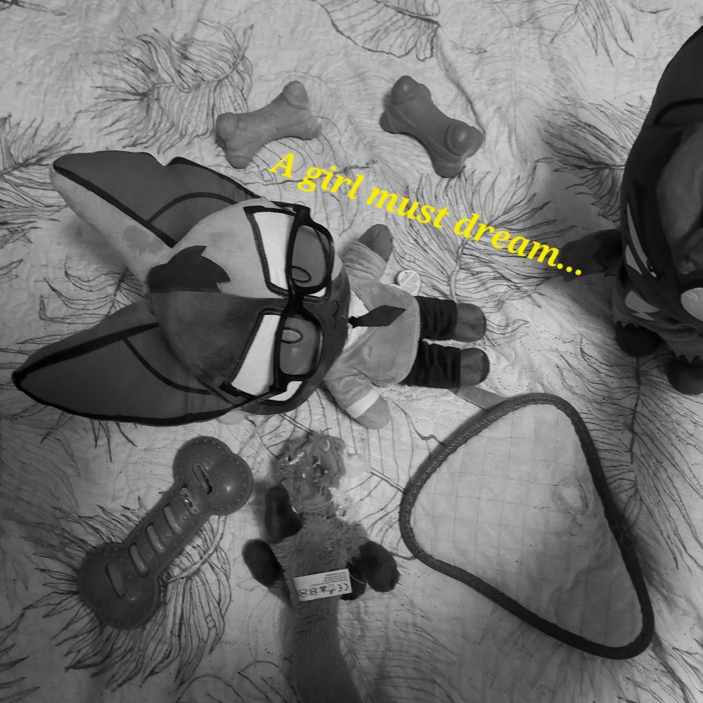 greyscale photo. achilles plush lays surrounded by assorted "murdered" dog toys. yellow text: "a girl must dream..."

he's jealous because it is extremely unlikely he'll get murdered without a squeaker.

mars plushie looks on in contempt and disgust (of us)