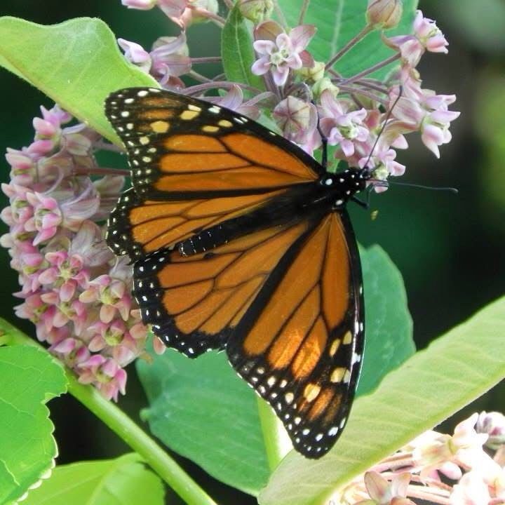 A monarch butterfly on milkweed flowers 