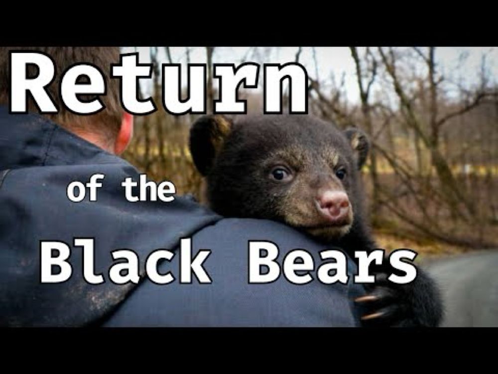 How Black Bears Returned to Kansas