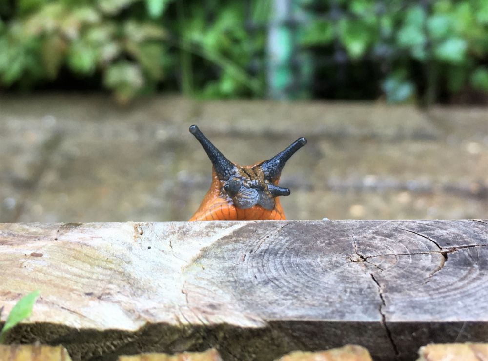 A garden slug, peeping over a wooden step. It has an orange head with black/blue tentacles. The angle makes its face look like a sealion's. Arion ater is commonly known as the Black Slug, though the colour varies from black to orange. It's omnivorous, preferring rotting vegetation to living plant matter. Arions are excellent composters if they have a good source of their preferred food stuffs.