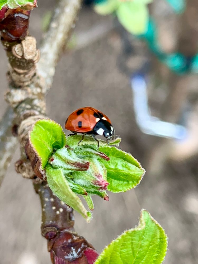 Close up of a seven spot ladybird on an apple bud.