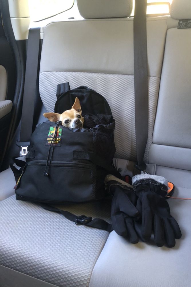 A small light brown chihuahua with pointy ears peeks over the top of a black pet carrier which is on a grey backseat.