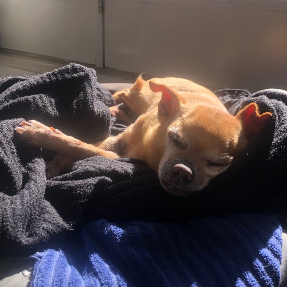A small brown dog lies sleeping in strong sunlight on a black blanket and blue towel because the brown plush dog bed isn’t quite plush enough, according to people who don’t do the laundry in this house.