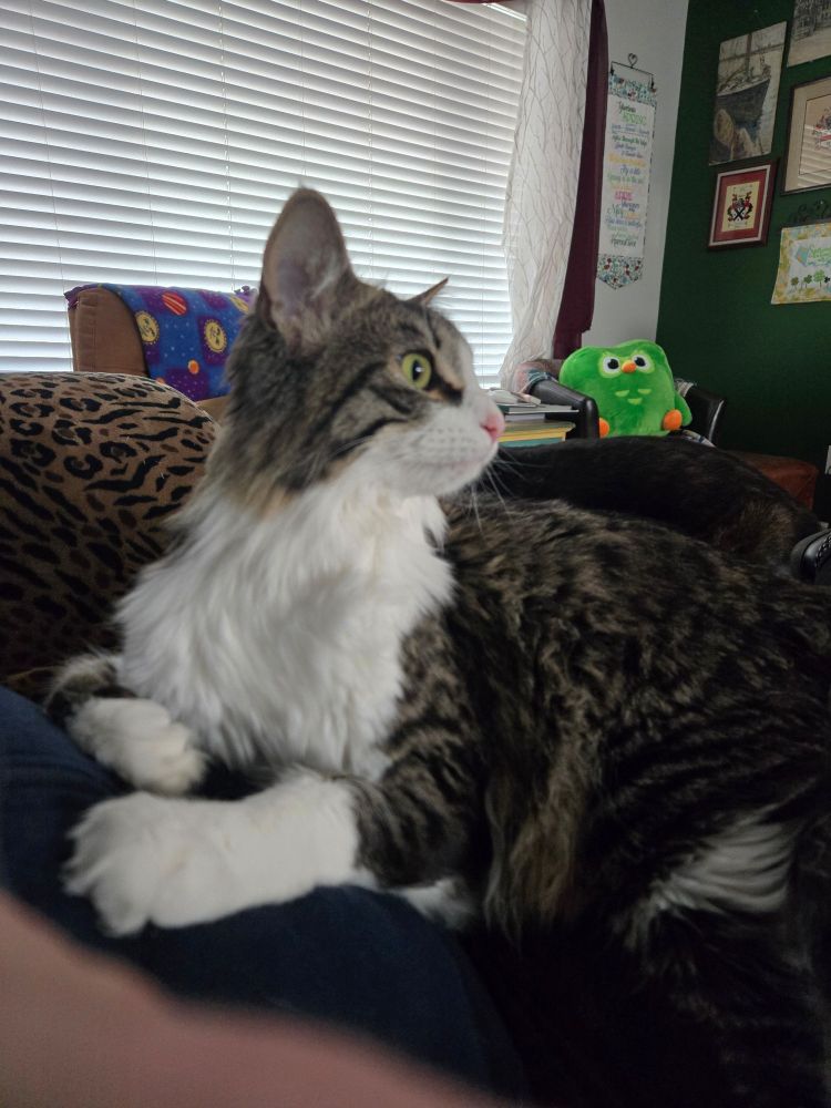 Kernel Popcorn (a Maine Coon mix with tabby fur and white chest, paws, and snout) looks alarmingly to the right. 