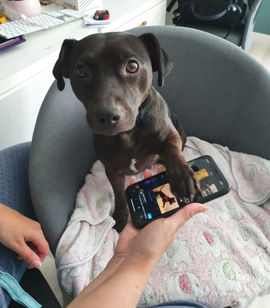Dog putting a paw on a phone that has a photo of herself.