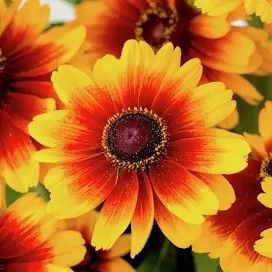 Die gelb-roten Blüten des Sonnenhuts.