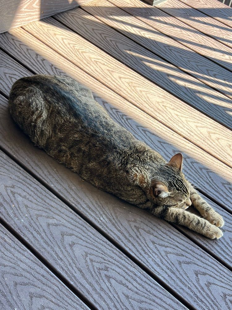 Tabby cat stretched out sleeping on outside deck…enjoying a sunny day
