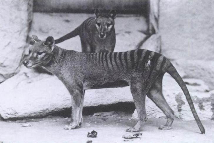 Male and female thylacines in Washington DC National Zoo, circa 1904