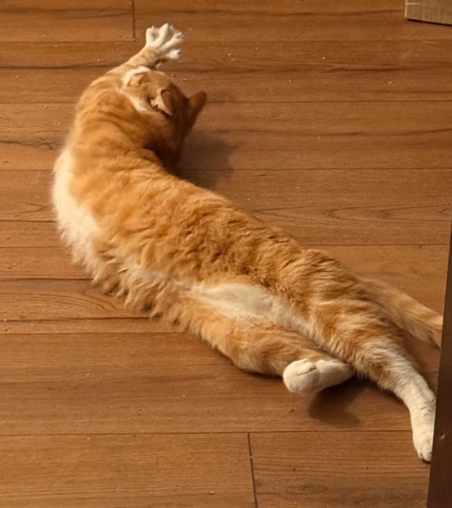 Gato naranjo estirándose en el piso 