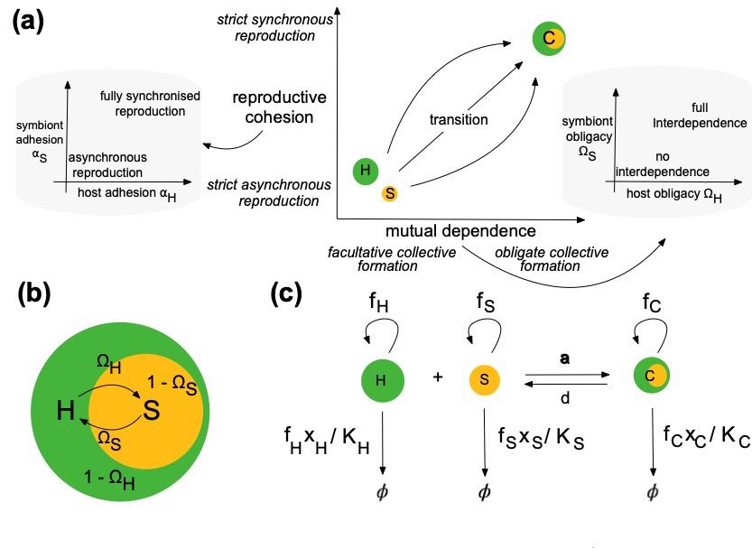 figure 1 from https://doi.org/10.1086/737588 describing (a) our conceptualisation of an evolutionary transition in individuality, (b) an interpretation of the traits that we consider in our mathematical model, and (c) a graphical representation of the population dynamics in the model.