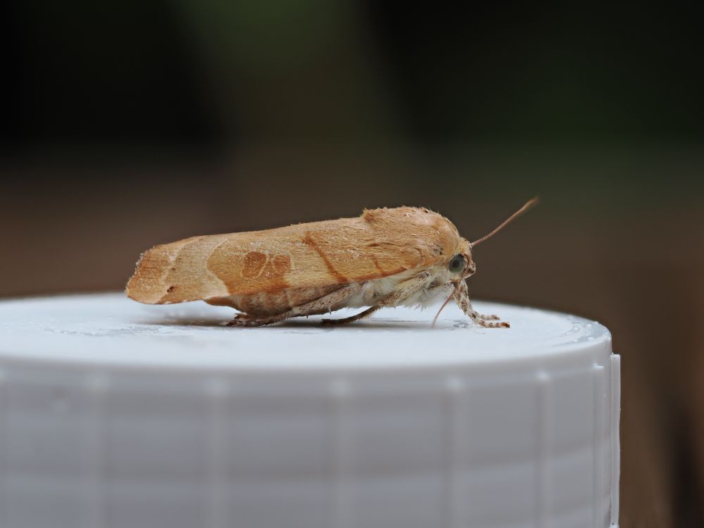 A yellow-brown-coloured moth facing right, stood on a white pot lid
