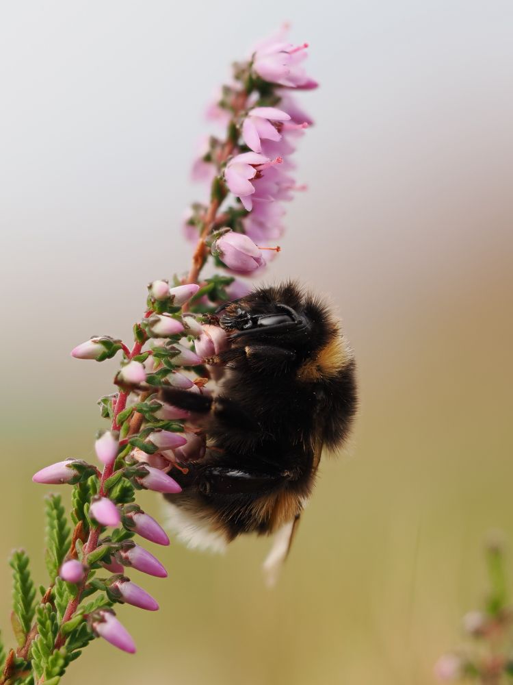 A black bumblebee with yellow stripes and an off-white tipped abdomen perched facing upwards on a pale pink flowered heather plant