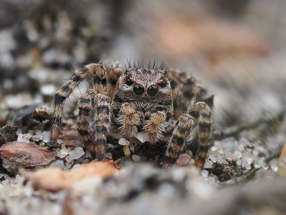 V-fronted Jumping Spider - a small spider with tan and black stripy legs, fluffy pedipalps and six eyes visible stood on a sandy heathland path