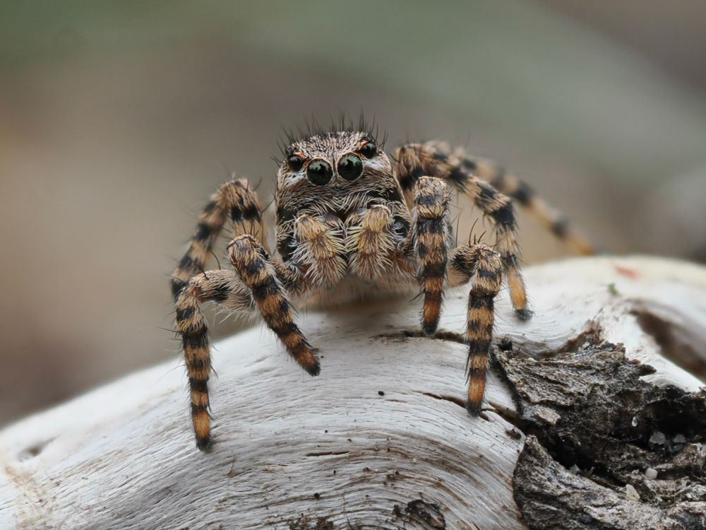 V-fronted Jumping Spider - a small spider with tan and black stripy legs, fluffy pedipalps and six eyes visible stood on a piece of deadwood