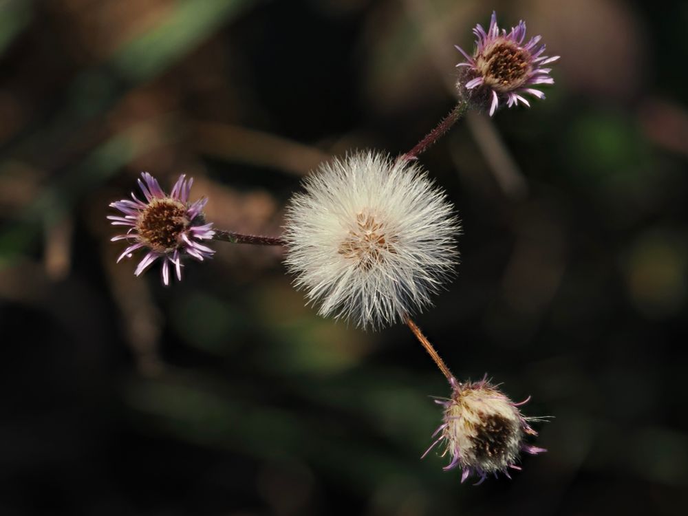A fluffy off-white spherical seed head surrounded by three pale purple-petalled flower heads
