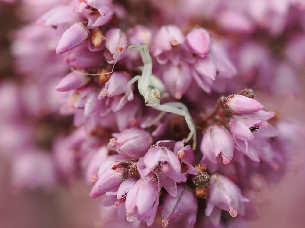 A cream-white crab spider with front two pairs of legs outstretched hiding in pink-petalled heather flowers 