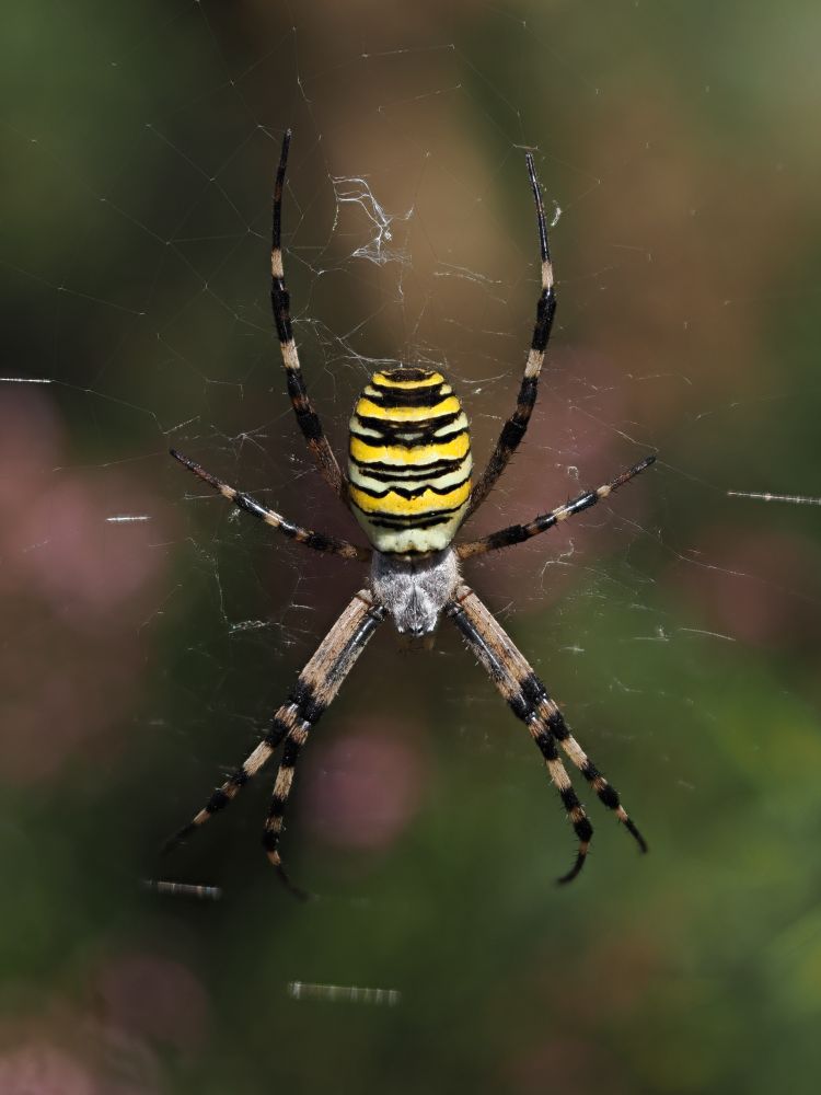Large spider with a wasp-like black and yellow abdomen and stripy legs on a web. The out of focus background is dark green and purple from gorse and heather