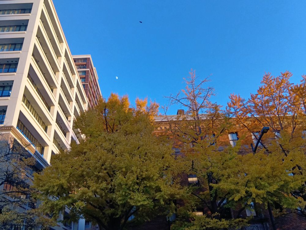 青空バックのイチョウ並木と月と一羽の鳥の影。