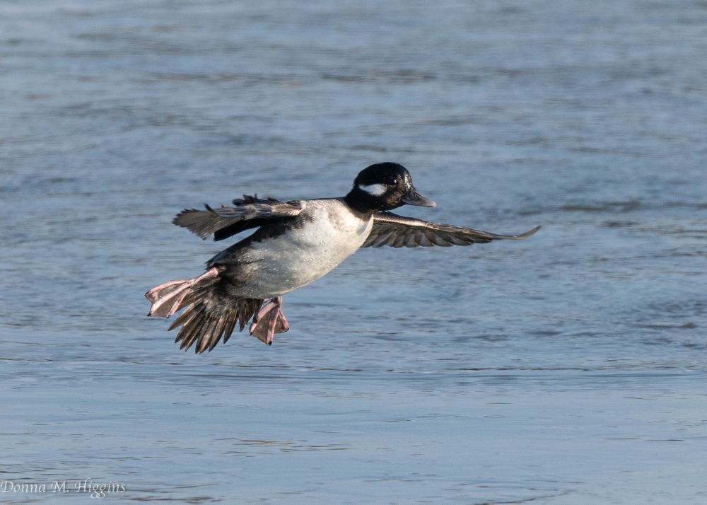 A bufflehead duck descends toward the water, wings and legs outstretched.