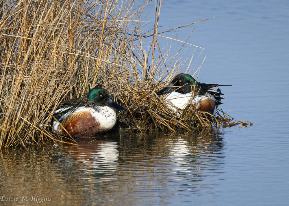 Two northern shoveler ducks huddle in underbrush on a cold day.