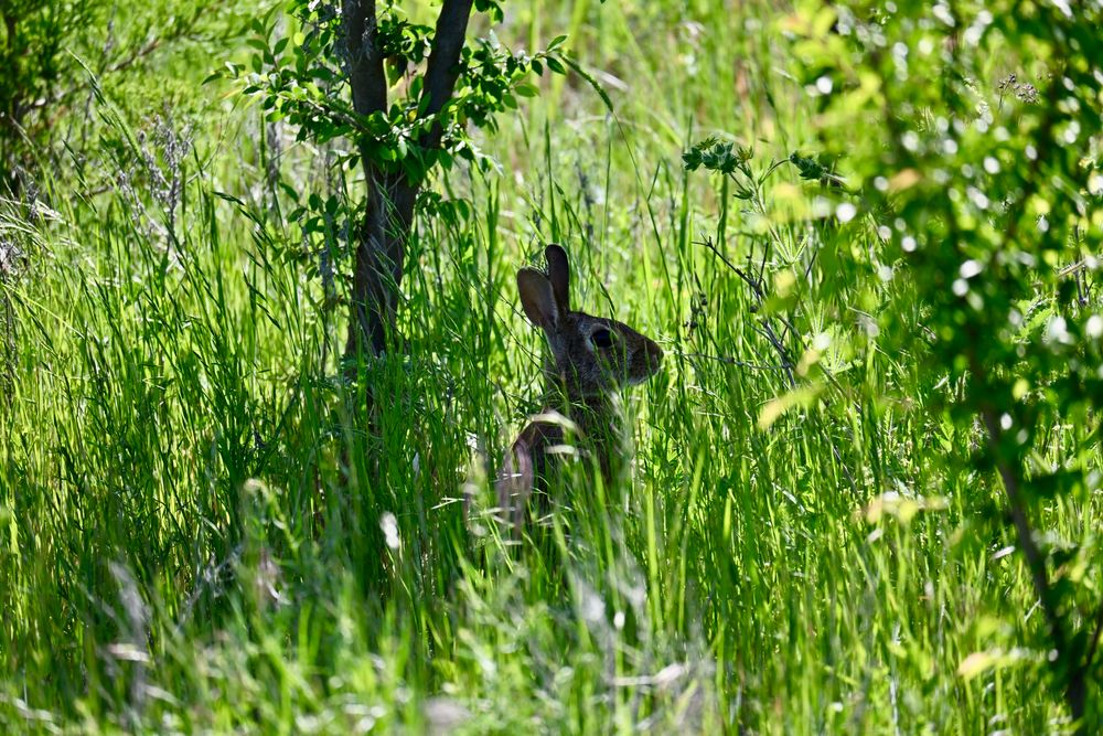 A picture of a bunny in a field with tall grass. The bunny is sitting in the shade under a small tree 