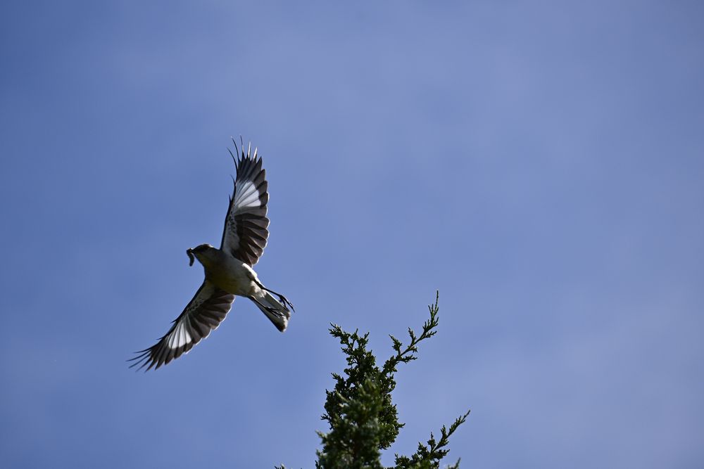 A picture of a northern mockingbird taking flight with a worm in its mouth. 