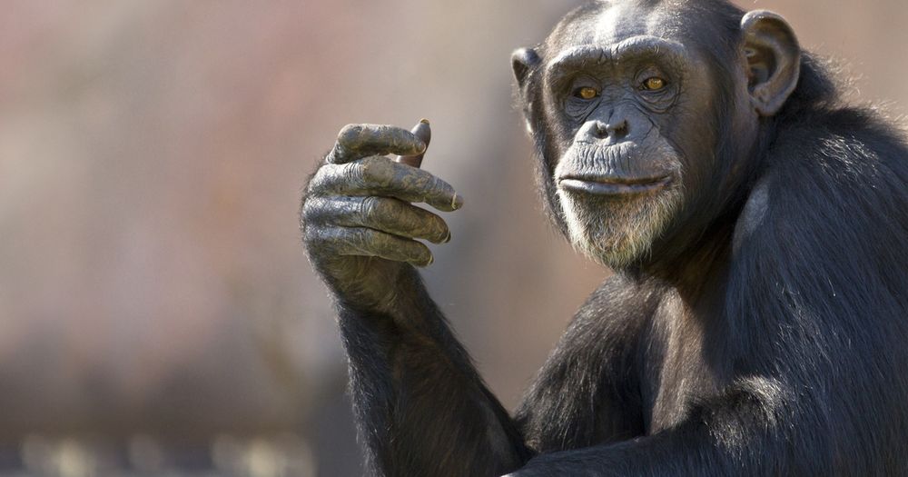 we taught this chimpanzee about the median american voter and he hanged himself