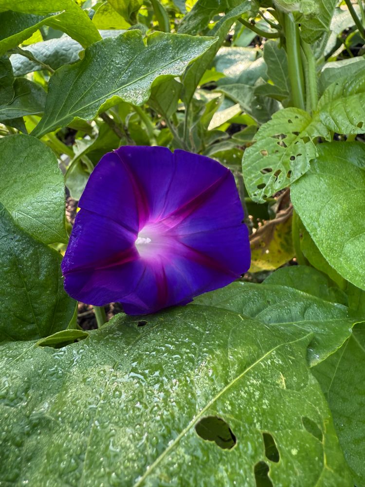 Dark purple flower with a white center. Sunlight makes it look like it’s glowing from within. Wet green leaves around it. 