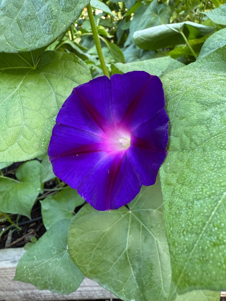 Another flower nearby.  