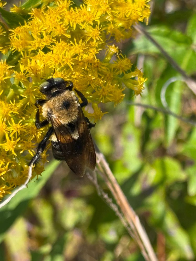 A brown and black bee on bright yellow flowers. 