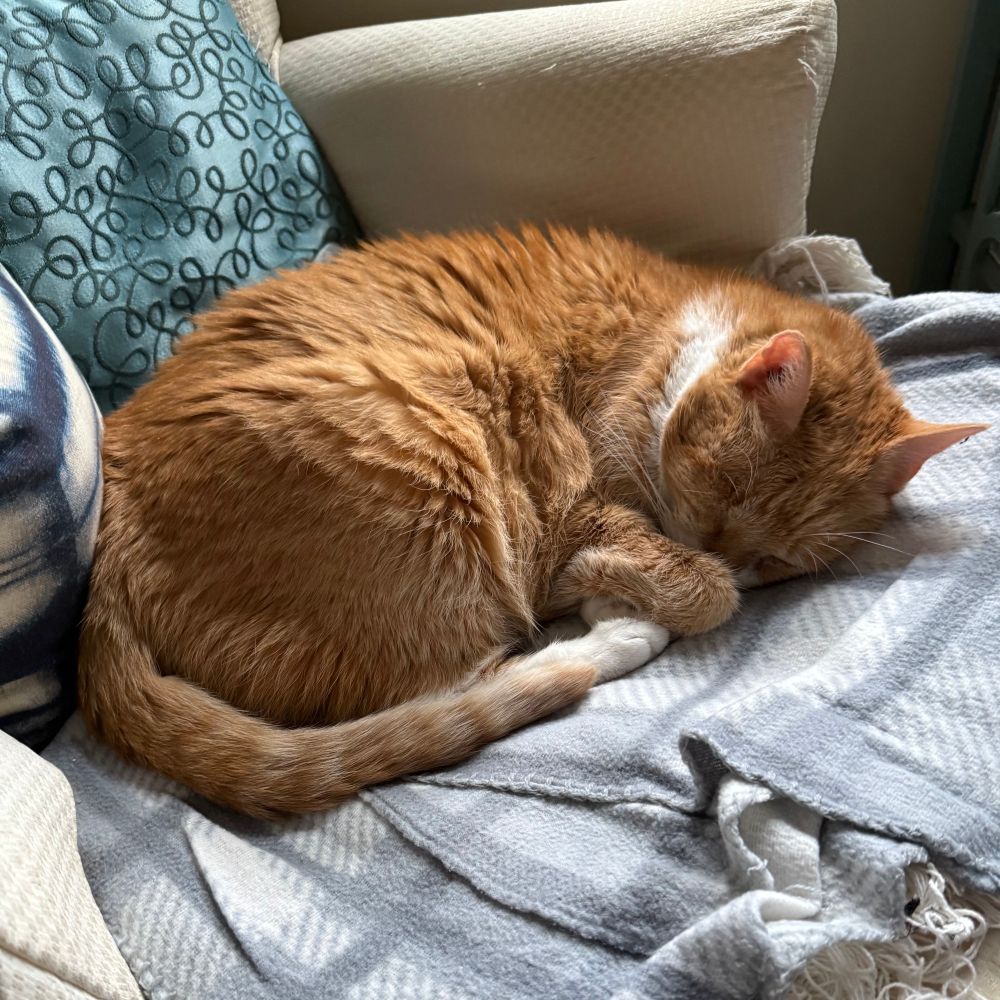 An orange and white tuxedo cat not worried about the fact that she has gotten in trouble with the Law.  