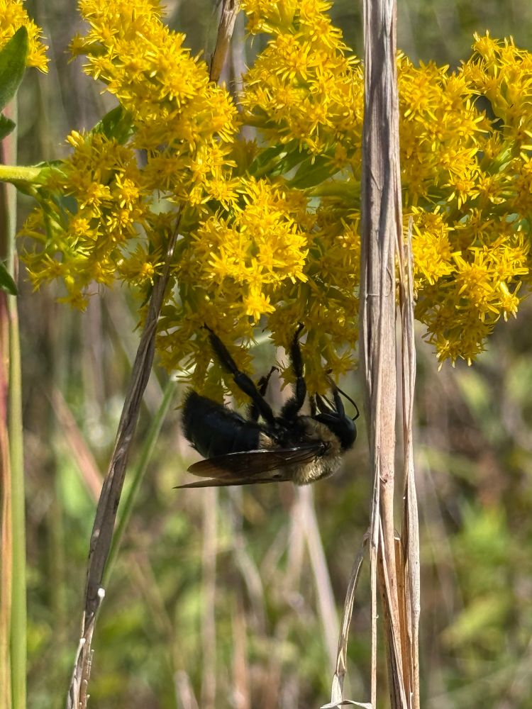 Same bee but hanging upside down on a different part of the plant. 