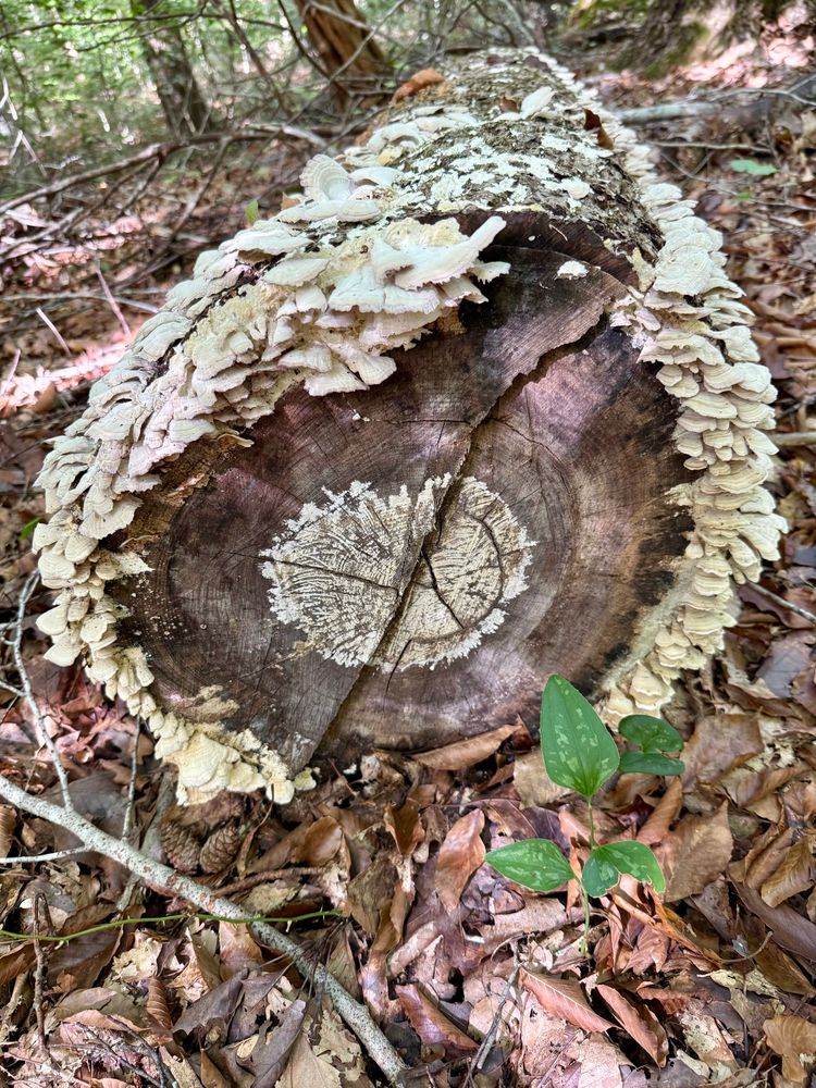 A fallen tree covered with white mushrooms and an interesting white pattern in the center. Mandala.  