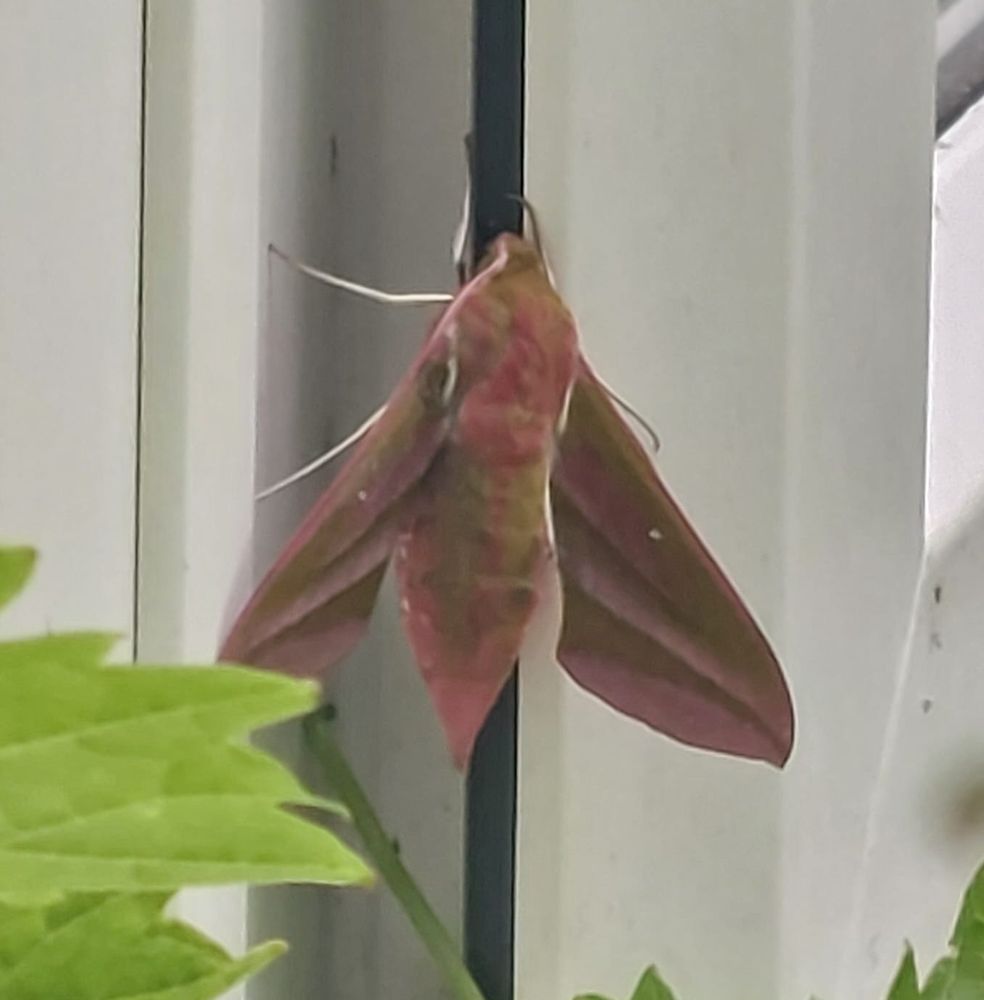 An Elrphant Hawk Moth, a large moth that at first looks brown but is a fawn with pinky markings 