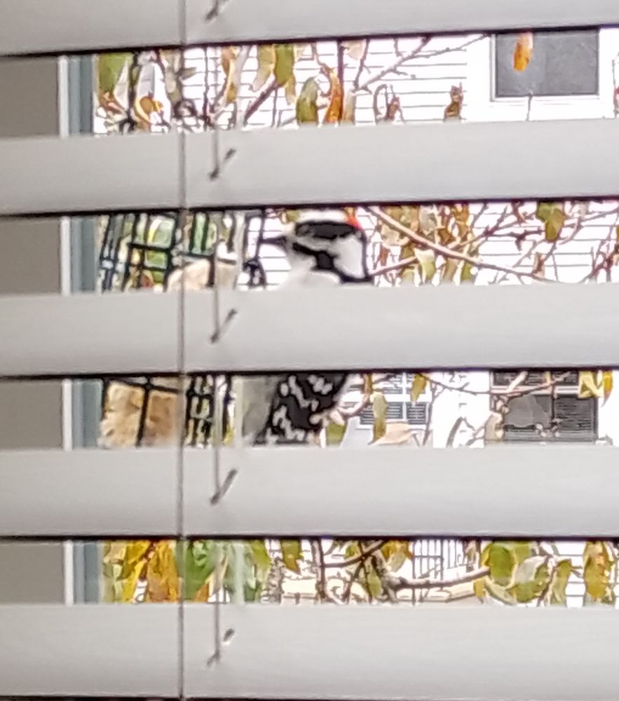 Woodpecker of some kind on a suet cage thru window blinds
