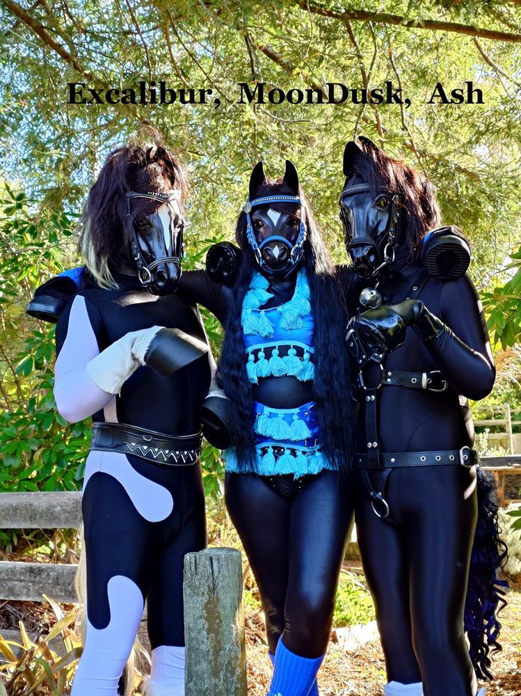 People dressed at horses/ponies Left Trottertwo in Excalibur the Pinto, with matching black and white tailbelt and bridle. Middle is Wigglyhooves in MoonDusk, a black Arabian pony with a Blue bridle with matching tassled harness and legwarmers. Right is Kamadan in Ash a Black pony with strappy black harness, tail has blue streaks, he wears a collar with a large bell on it