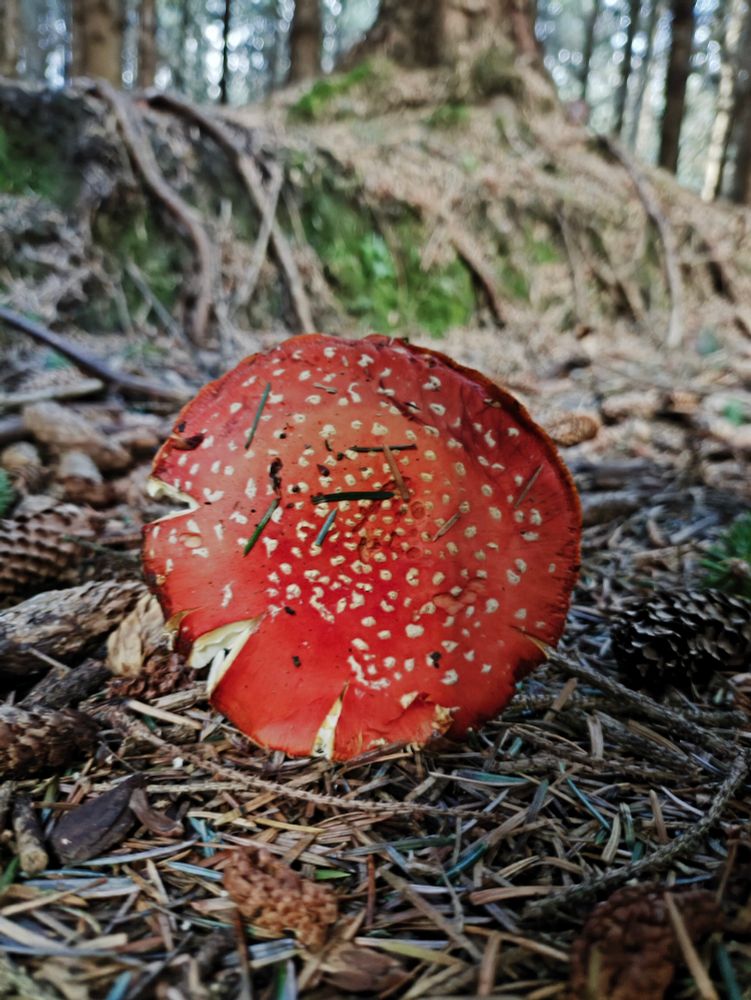 Poisonous fungi in Irish woods 