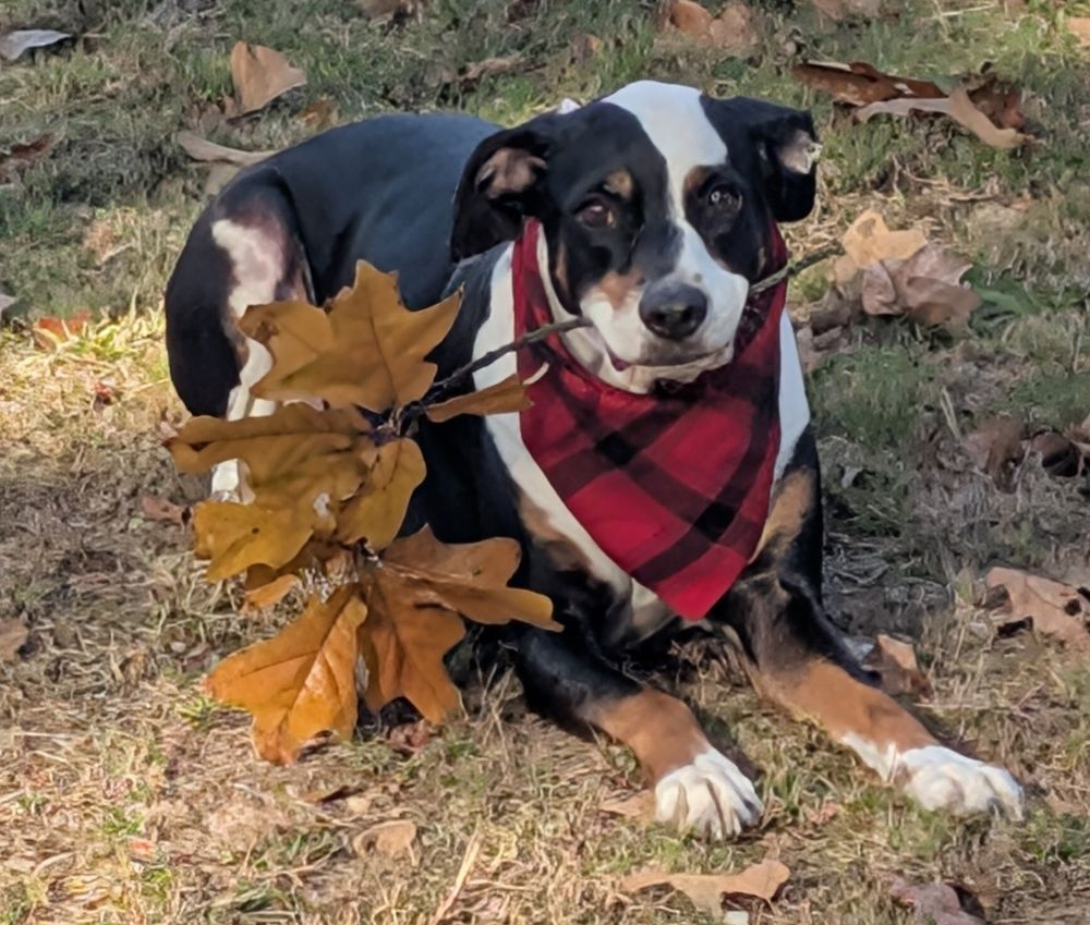 Tricolor dog wearing a red banana and holding a stick.