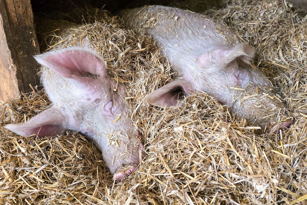 Zwei große rosa Schweine liegen super entspannt und mit geschlossenen Augen halb eingewühlt im Stroh. Sie sehen gesund, sauber und zufrieden aus.